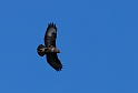 Buzzard - A